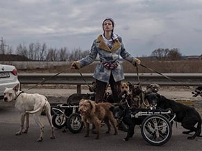 ДThe girl evacuates disabled dogs