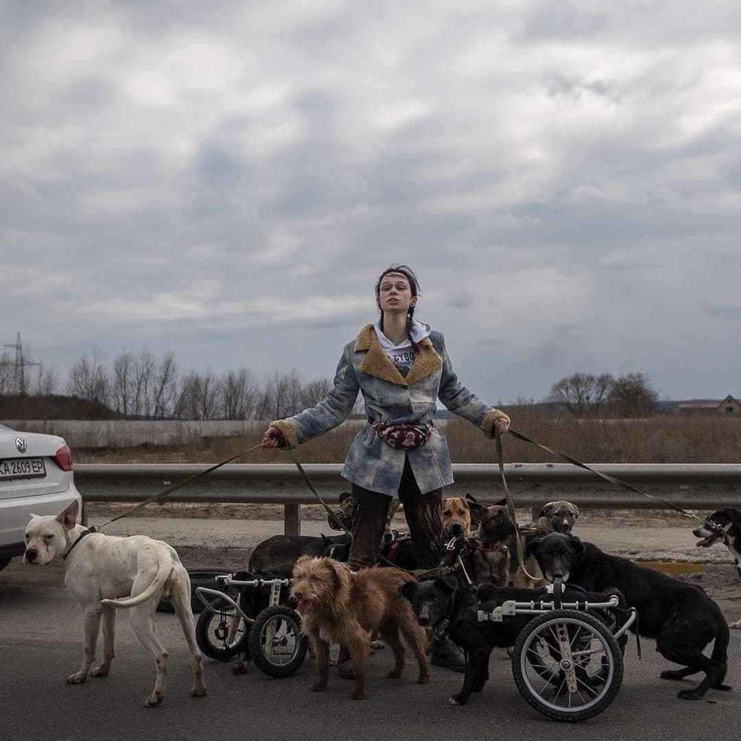 ДThe girl evacuates disabled dogs